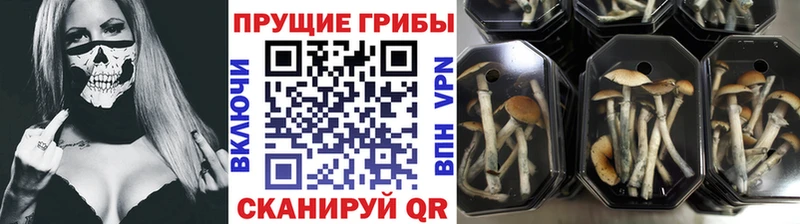 блэк спрут сайт  Менделеевск  Псилоцибиновые грибы мухоморы 